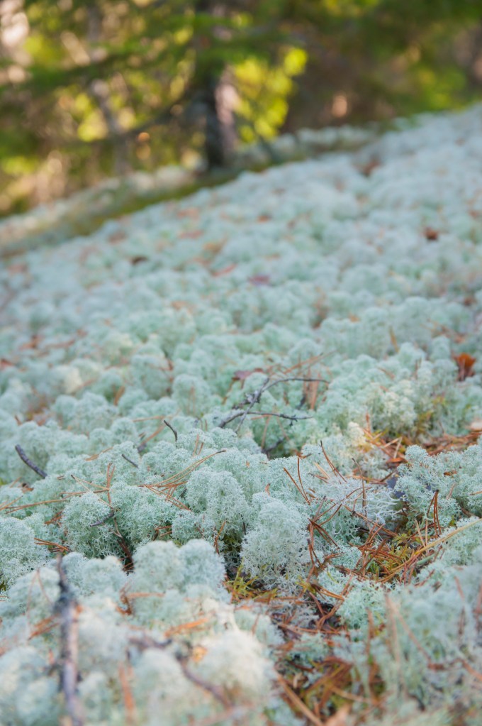 Melkein tekisi mieli ottaa päiväunet pehmeällä jäkälämättäällä.