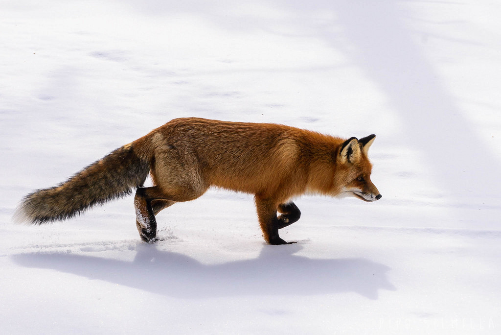 Kettu Urho Kekkosen kansallispuistossa