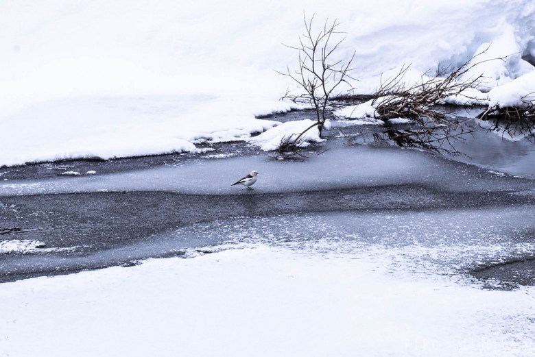 Lintu Tuiskojoen jäällä