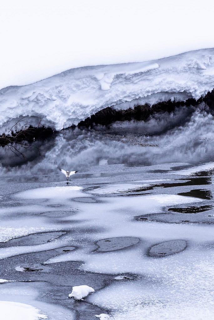 Lintu Urho Kekkosen kansallispuistossa